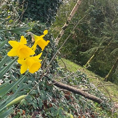Ballyhoura Mountain Lodges Ballyorgan Екстериор снимка