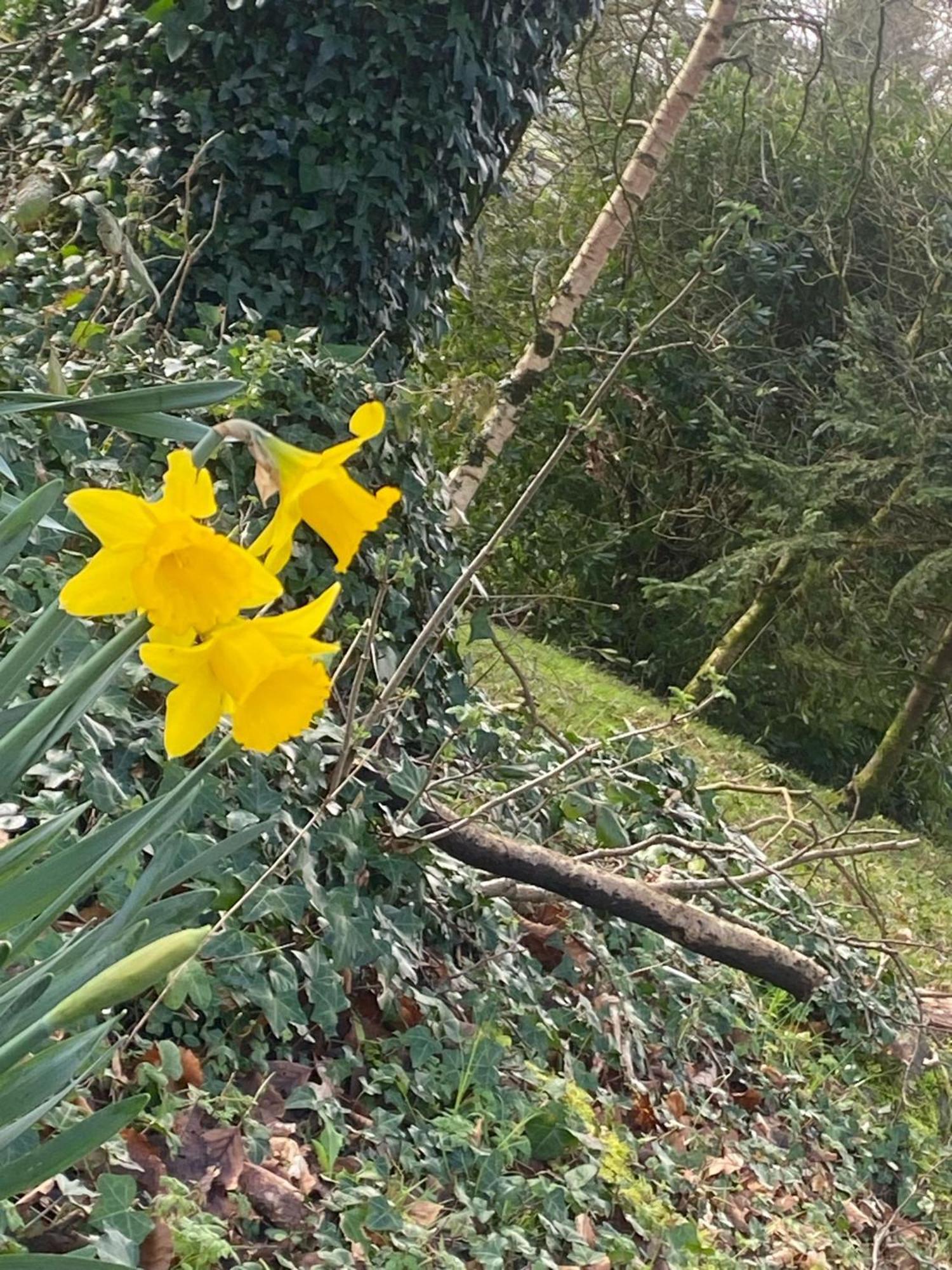Ballyhoura Mountain Lodges Ballyorgan Екстериор снимка