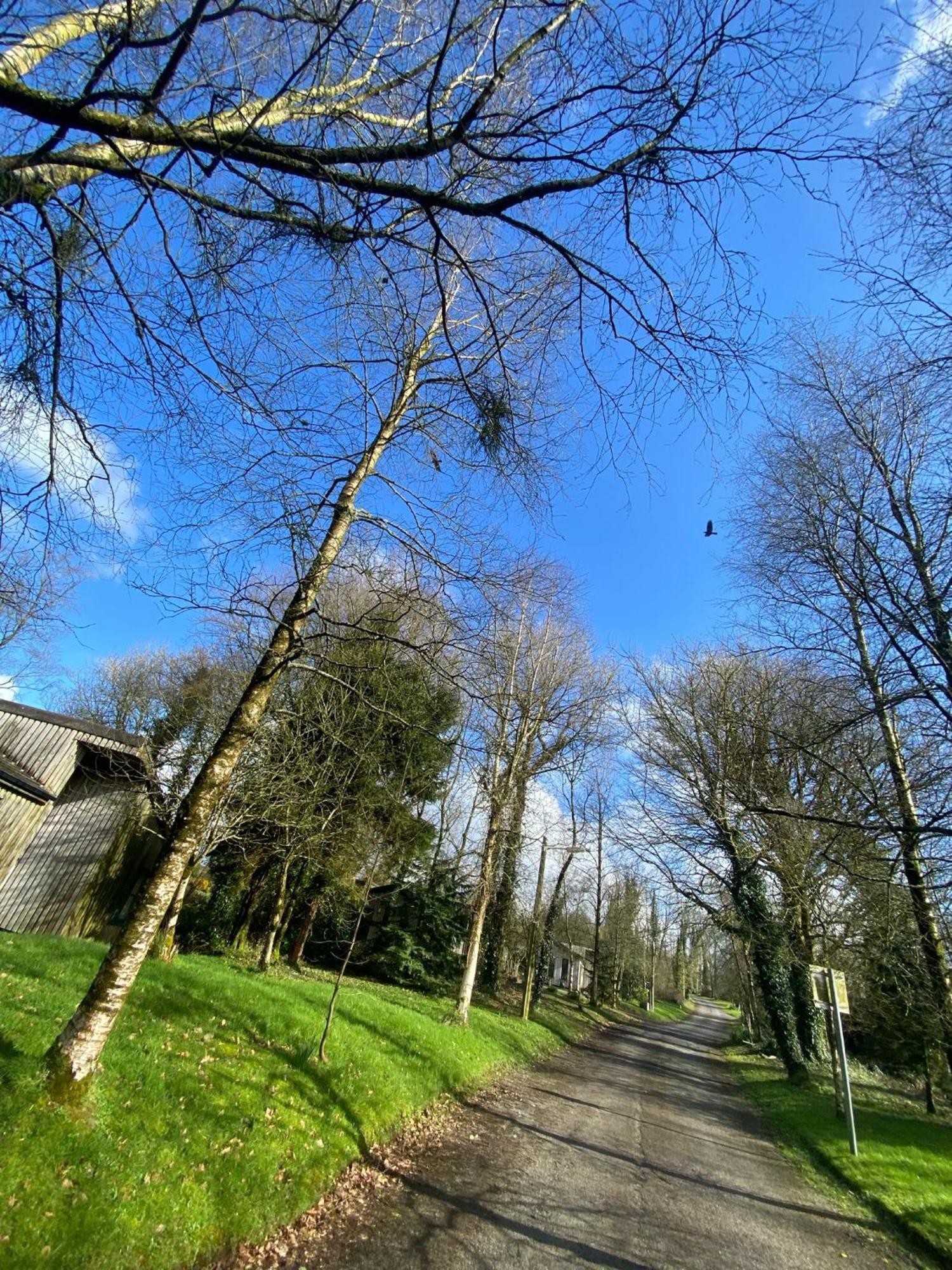 Ballyhoura Mountain Lodges Ballyorgan Екстериор снимка